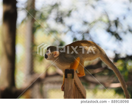 Common squirrel monkey Common squirrel monkey 88918098