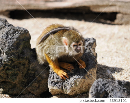 Common squirrel monkey Common squirrel monkey 88918101