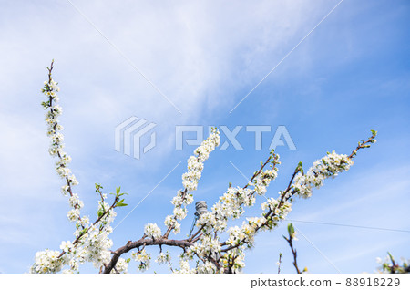 Blue sky and full bloom prune flowers Blue sky and full bloom prune flowers 88918229