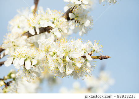 Densely blooming prune flowers Densely blooming prune flowers 88918235