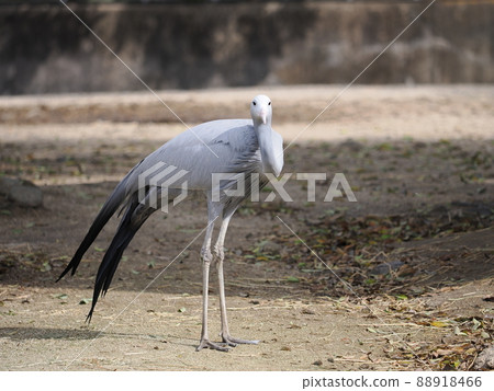 Hagoromozuru Hagoromozuru 88918466