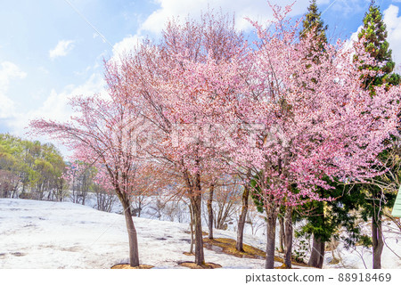 雪櫻花和新鮮的綠色 88918469