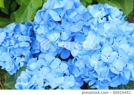 藍色繡球花 88918481