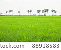 Selective focus at the rice green field with tall palm at countryside Thailand 88918583