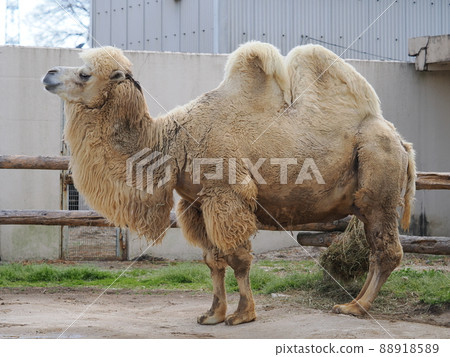 Futakogurakita Futakogurakita 88918589