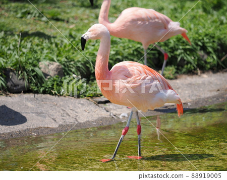 辣椒火烈鳥 辣椒火烈鳥 88919005