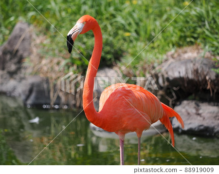 Beni Iro Flamingo Beni Iro Flamingo 88919009