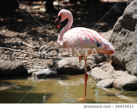 辣椒火烈鳥 辣椒火烈鳥 88919012