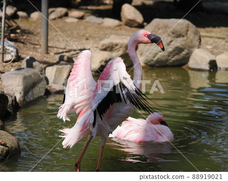 辣椒火烈鳥 辣椒火烈鳥 88919021