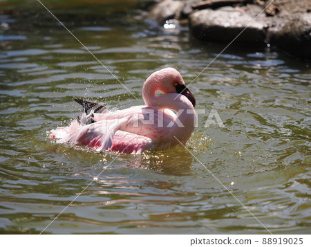 辣椒火烈鳥 88919025