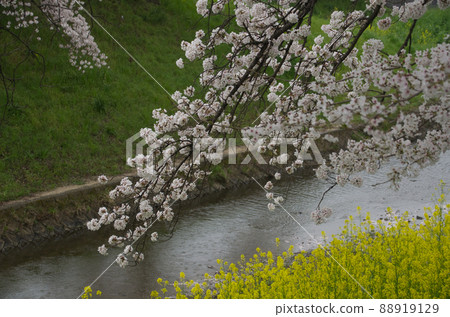 Cherry blossoms and rape blossoms on the Saho River 88919129