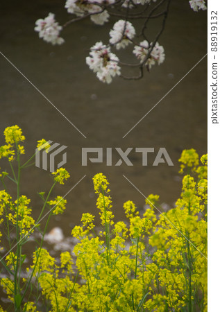 強姦開花 88919132