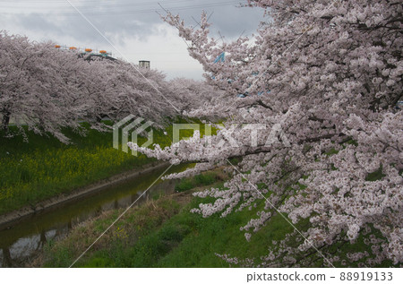 Sahōgawa的櫻花 88919133