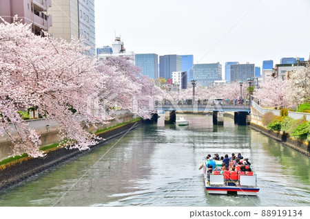 Looking toward Kokufune Bridge from Ishijima Bridge / Oyoko River (Koto-ku, Tokyo) [2022.4] 88919134