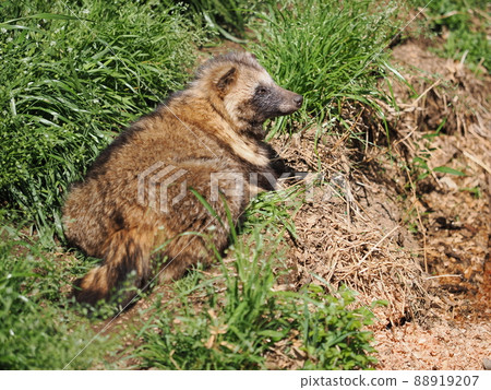 Hondo Tanuki 88919207
