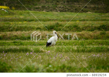 倉吉稻田裡的鸛鳥 倉吉稻田裡的鸛鳥 88919234
