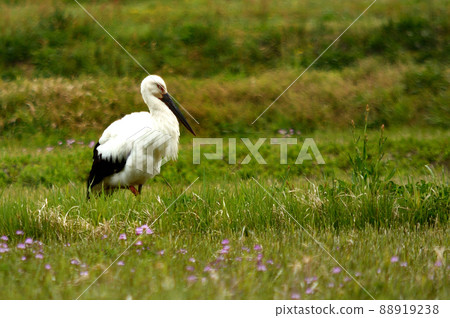 Storks in Kurayoshi's rice fields Storks in Kurayoshi's rice fields 88919238