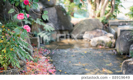 山茶花園 山茶花園 88919649