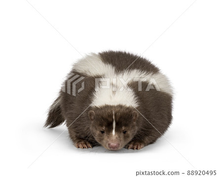 Brown skunk on white background 88920495
