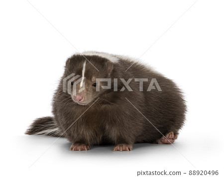 Brown skunk on white background 88920496