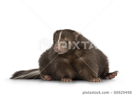 Brown skunk on white background Brown skunk on white background 88920498