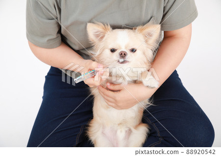 Cream-colored long coat Chihuahua brushing teeth on the owner's lap 88920542