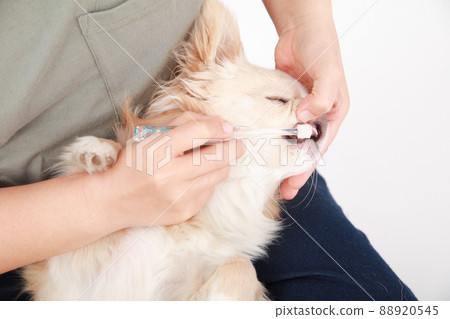 Cream-colored long coat Chihuahua brushing teeth on the owner's lap 88920545