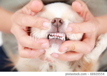 Cream-colored long coat Chihuahua gums 88920554