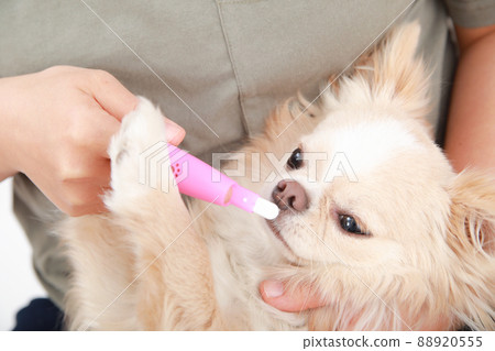 Cream-colored long coat Chihuahua brushing teeth on the owner's lap Cream-colored long coat Chihuahua brushing teeth on the owner's lap 88920555