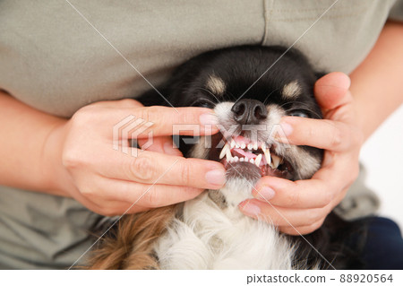 Black and Tan long coat Chihuahua gums 88920564