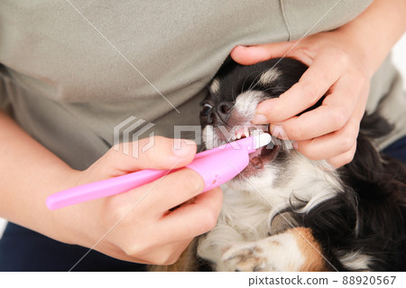 黑褐色長外套吉娃娃在主人腿上刷牙 黑褐色長外套吉娃娃在主人腿上刷牙 88920567