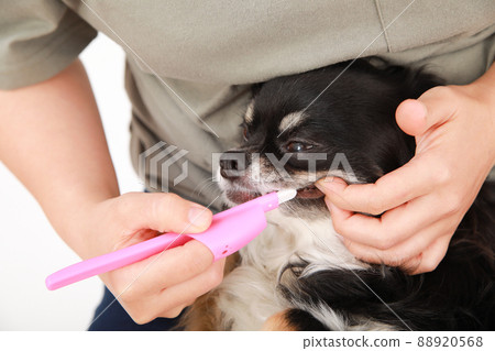 黑褐色長外套吉娃娃在主人腿上刷牙 88920568