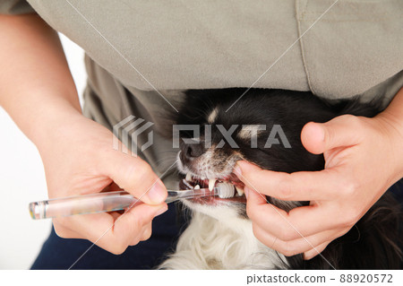 Black and Tan long coat Chihuahua brushing teeth on the owner's lap 88920572