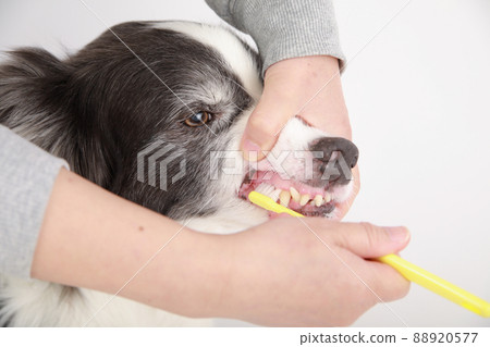 Black and white border collie to have the owner brush their teeth 88920577