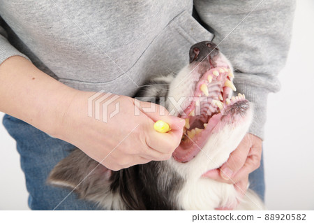 黑白邊境牧羊犬讓主人刷牙 88920582