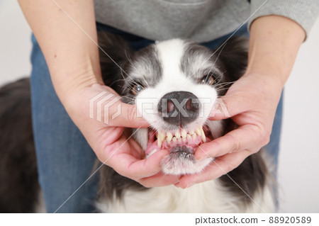 Black and white border collie gums Black and white border collie gums 88920589