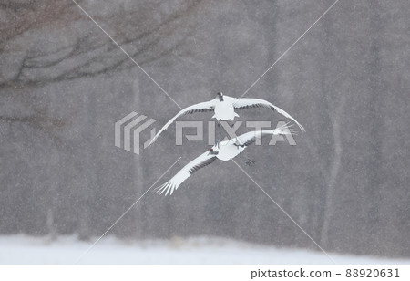 暴風雪中飛行的丹頂鶴 88920631