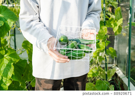 Close-up of fresh cucumbers in basket in young male hands. Growing healthy organic natural food at home, gardening hobby. Harvesting. Cottagecore lifestyle. Generation of Millenials. Close-up of fresh cucumbers in basket in young male hands. Growing healthy organic natural food at home, gardening hobby. Harvesting. Cottagecore lifestyle. Generation of Millenials. 88920671
