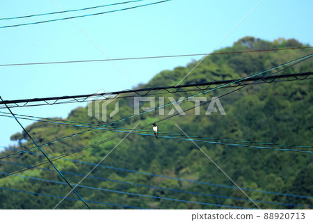 停留在向各個方向拉伸的電線上的燕子 停留在向各個方向拉伸的電線上的燕子 88920713