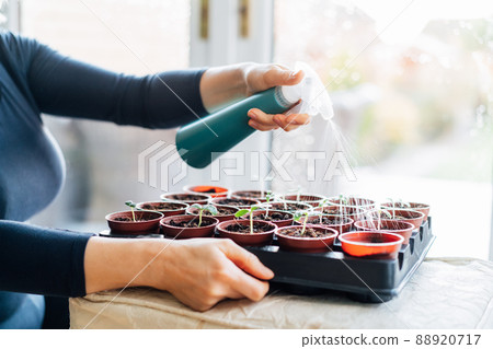 Woman watering, spraying plants sprouts growing from seeds in the small pots at home. Preparing for summer, new kitchen garden season. Sowing seeds. Soft selective focus, copy space Woman watering, spraying plants sprouts growing from seeds in the small pots at home. Preparing for summer, new kitchen garden season. Sowing seeds. Soft selective focus, copy space 88920717