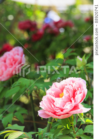 Taima-dera, a button in full bloom in Nakanobo 88920741