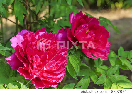 Taima-dera,中之坊盛開的鈕扣 Taima-dera,中之坊盛開的鈕扣 88920743