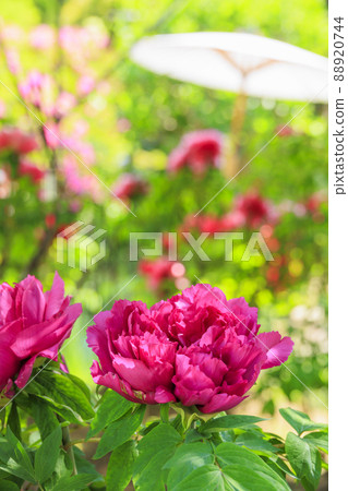 Taima-dera,中之坊盛開的鈕扣 Taima-dera,中之坊盛開的鈕扣 88920744