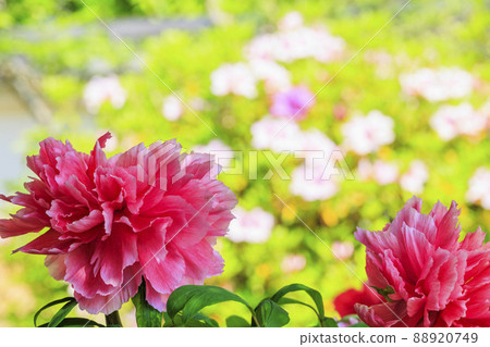 Taima-dera, a button in full bloom in Nakanobo 88920749