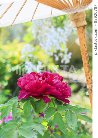 Taima-dera，中之坊盛開的鈕扣 88920787