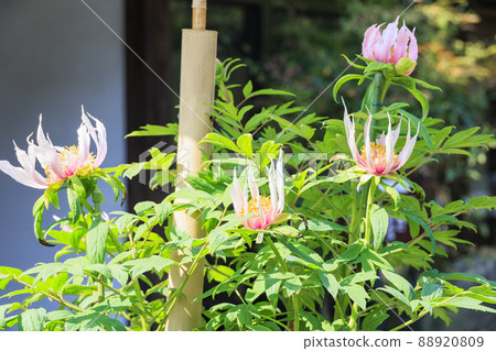 Taima-dera, a button in full bloom in Nakanobo 88920809