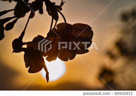 bloom, blossom, blossoms 88920931