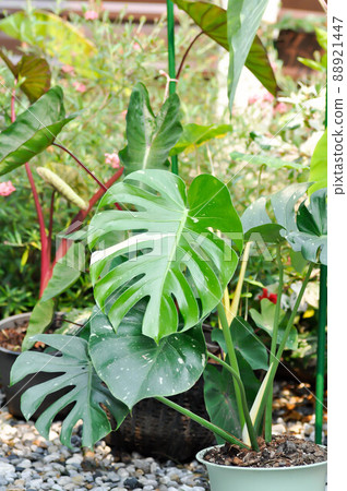 monstera thai constellation or Monstera, Hurricane plant or Swiss cheese or bicolor leaf monstera thai constellation or Monstera, Hurricane plant or Swiss cheese or bicolor leaf 88921447