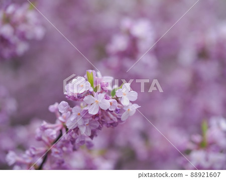 Light purple Fujimodoki Light purple Fujimodoki 88921607