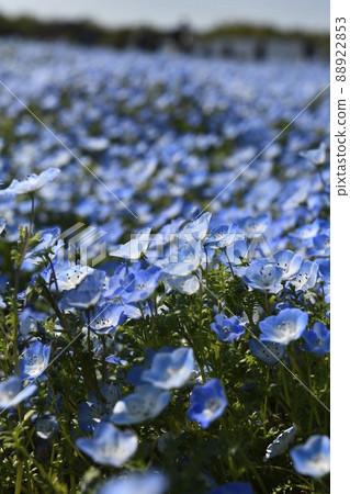 Nemophila 88922853
